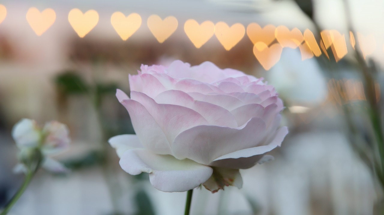 栃木県足利市のあしかがフラワーパークのイルミネーション