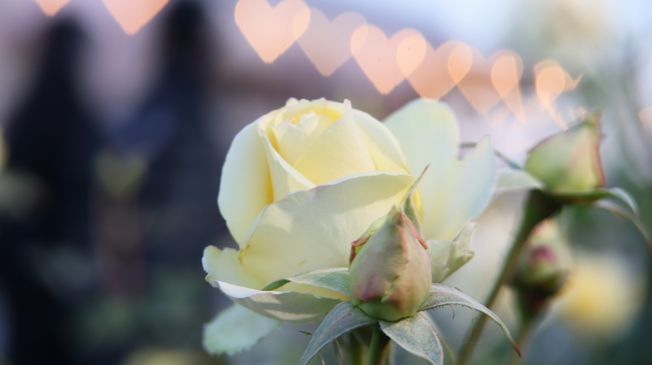 栃木県足利市のあしかがフラワーパークのイルミネーション