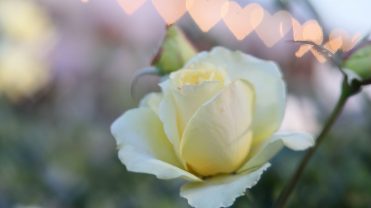 栃木県足利市のあしかがフラワーパークのイルミネーション